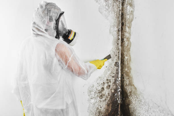 Best Affordable Mold Removal  in Mount Zion, GA