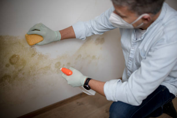 Best Toxic Mold Removal  in Mount Zion, GA