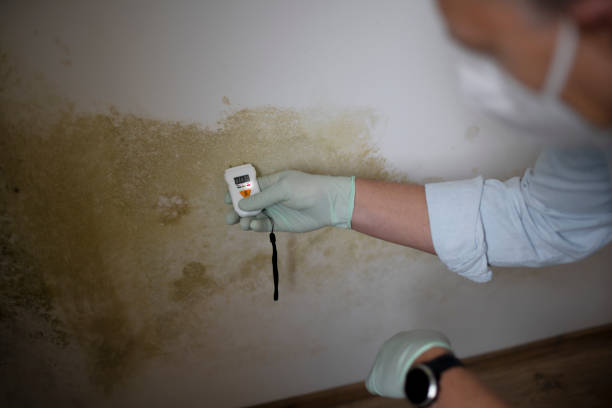 Mold Removal Process in Mount Zion, GA