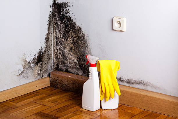Best Black Mold Removal  in Mount Zion, GA